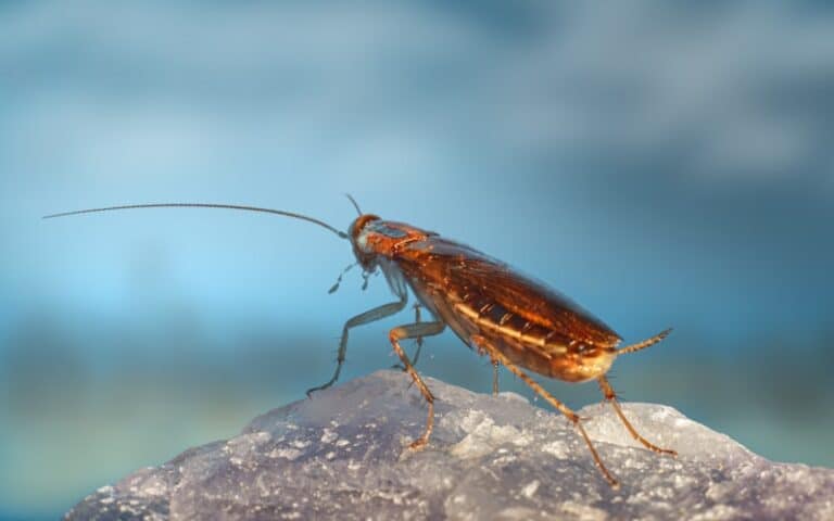 Coquerelles en appartement - que faire