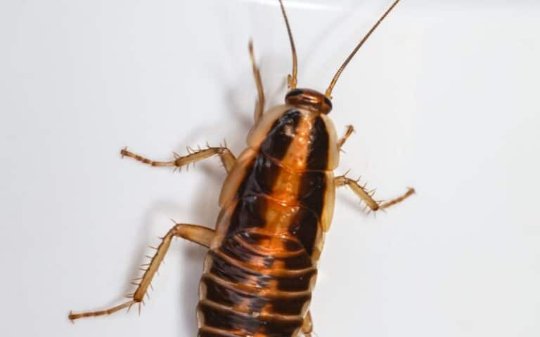 Coquerelle germanique vs américaine - différences visuelles