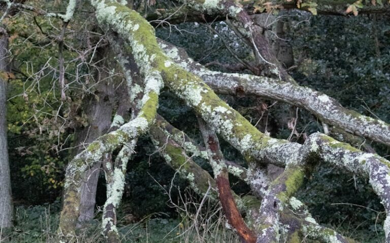 Fourmis charpentières - dégâts dans le bois