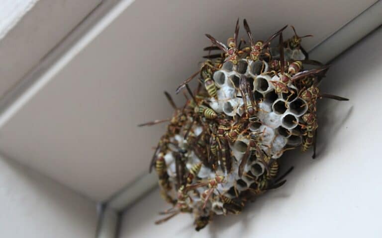 Guêpes et frelons - pic d'activité en été