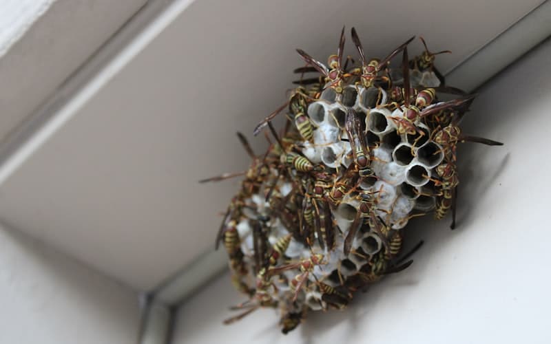 Guêpes et frelons - pic d'activité en été