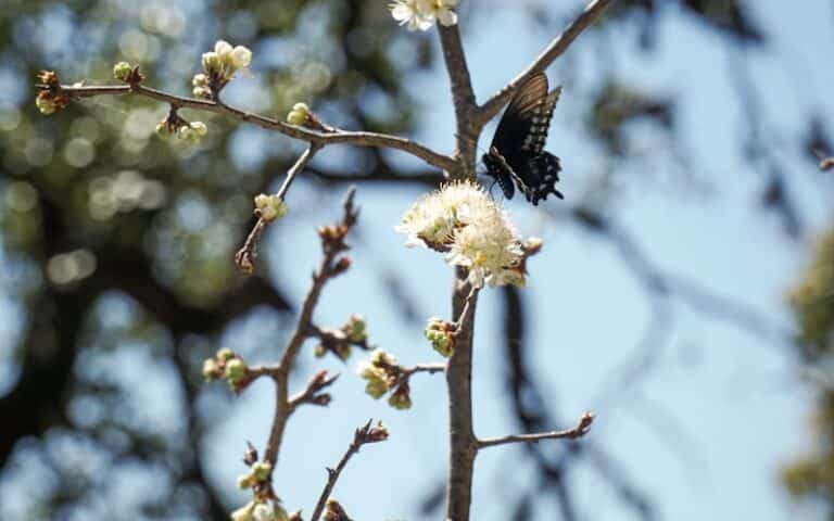 Insectes nuisibles au printemps au Québec