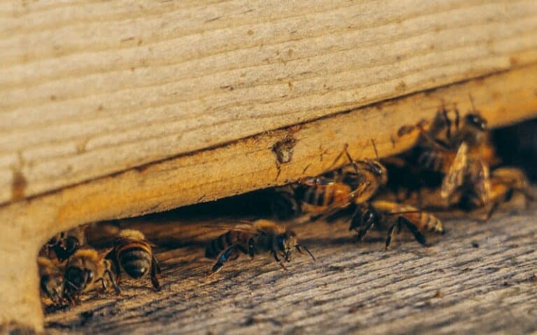 Produits d'extermination sécuritaires homologués Santé Canada