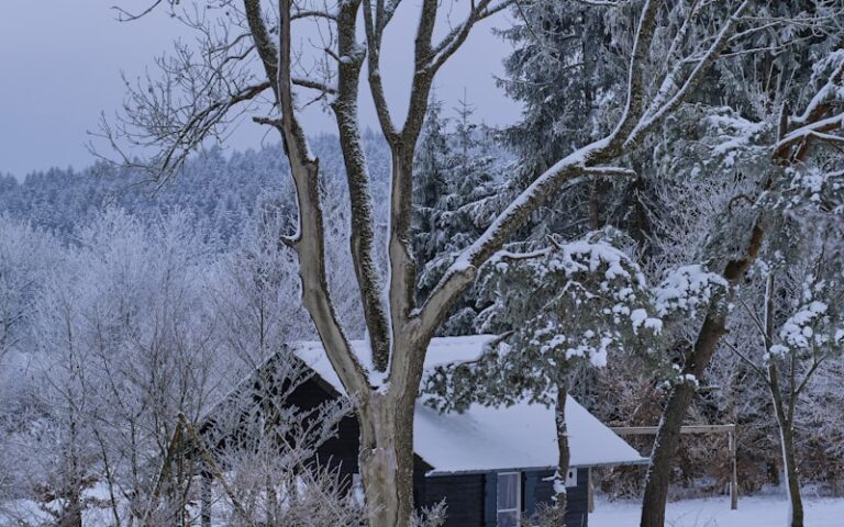 Maison en hiver - invasion de souris au Québec