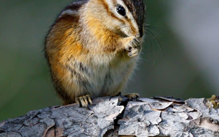 Souris ou rat - comment les identifier