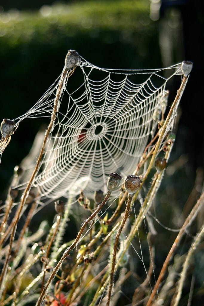 Spider web - photo by FranceHouseHunt.com