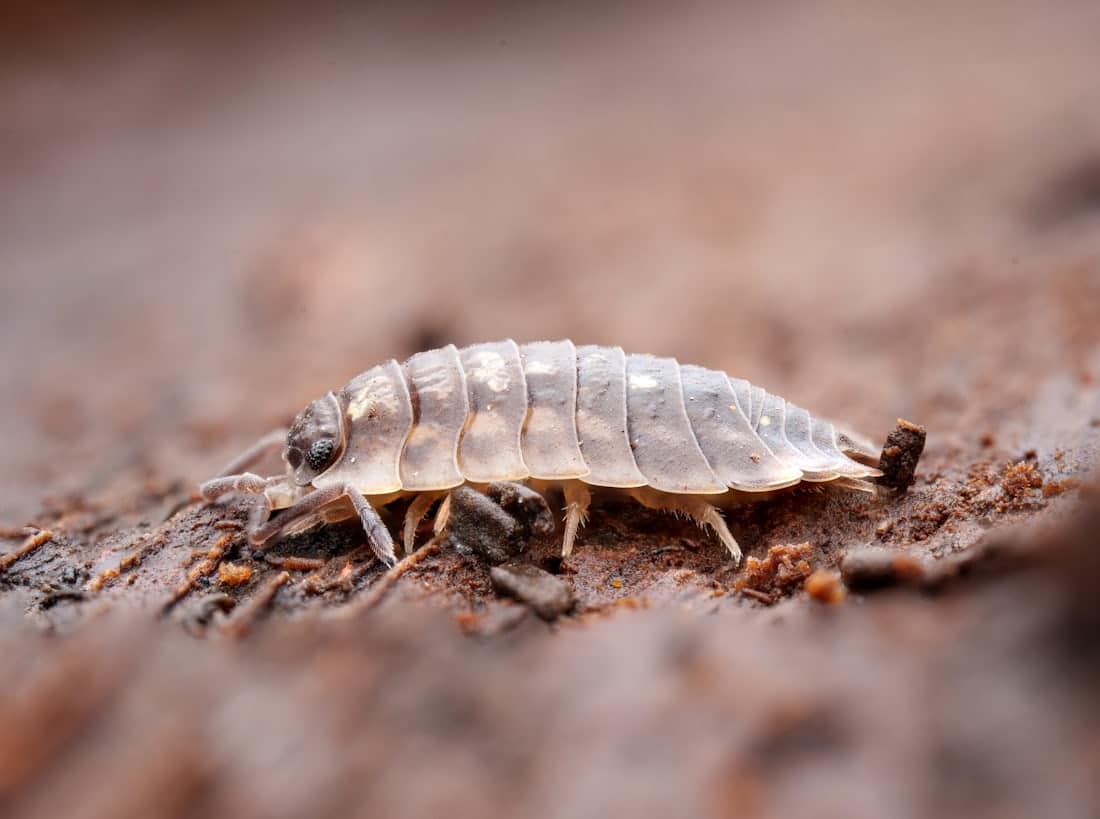 Petit crustacé terrestre sur un sol humide, illustration des cloportes dans la maison signalant l'humidité