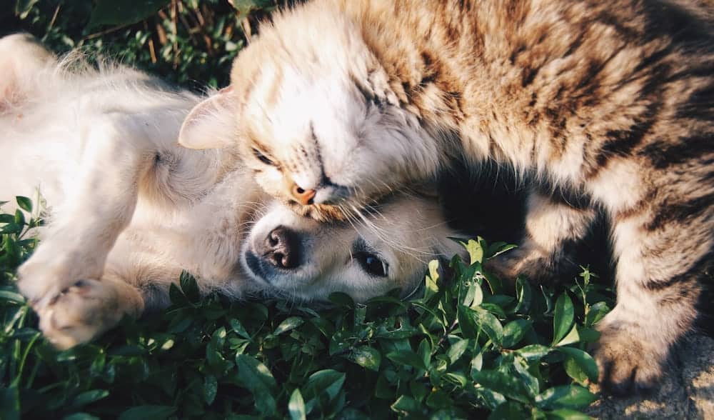 Chien et chat ensemble à la maison, illustration des précautions d'extermination avec animaux de compagnie