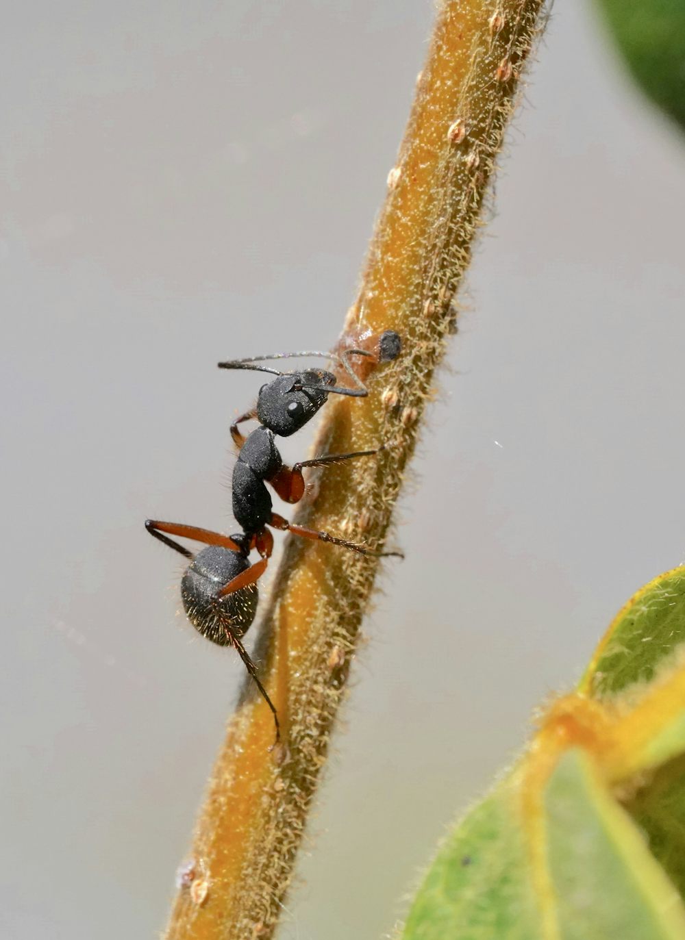 Fourmi noire en gros plan, illustration de l'identification des fourmis dans la cuisine