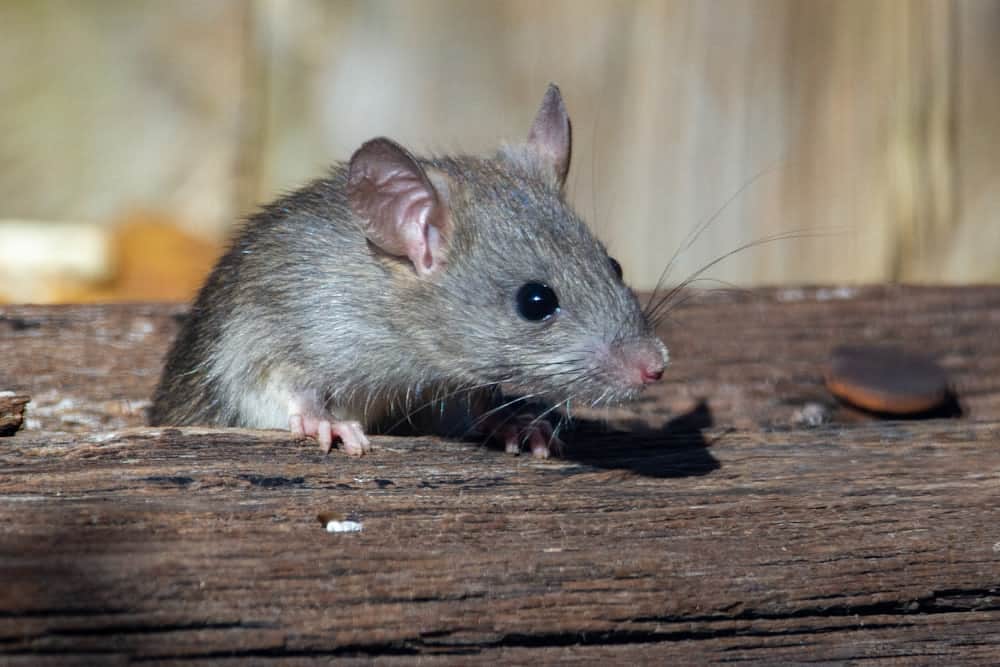 Rat brun sur du bois, illustration des rats à Montréal délogés par les chantiers