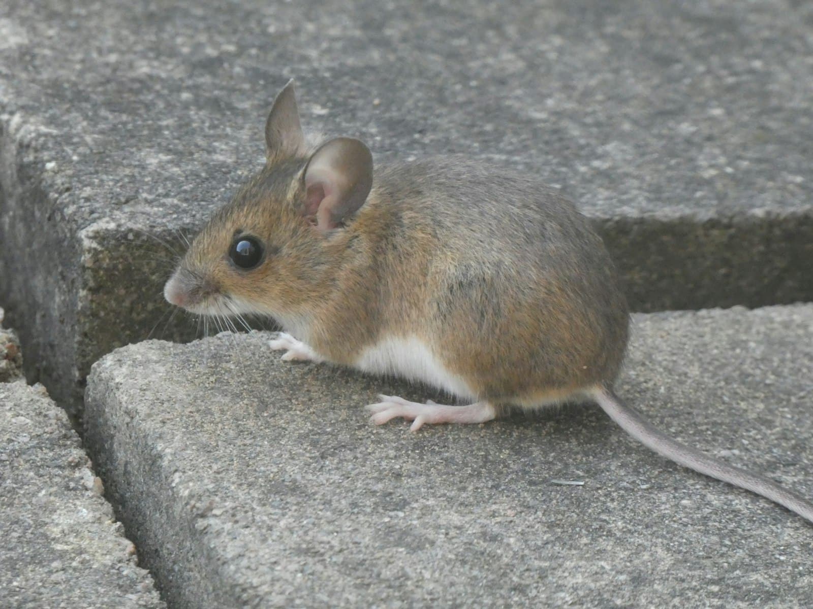 Petite souris grise sur un bloc de béton, illustration d'un rongeur pouvant faire du bruit dans les murs la nuit