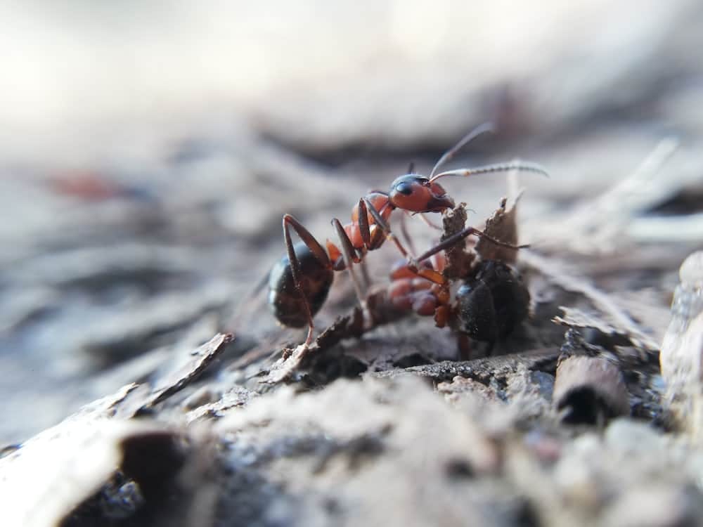 Fourmi sur un morceau de bois, illustration de la confusion entre termites et fourmis charpentières au Québec